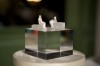 Beeld prijs commv