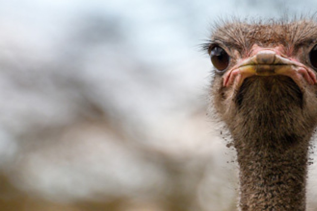 Blog-struisvogel.jpg