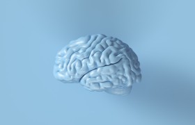 Hersenen - blauw