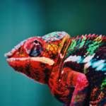 Kameleon.png