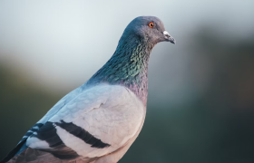 BEP