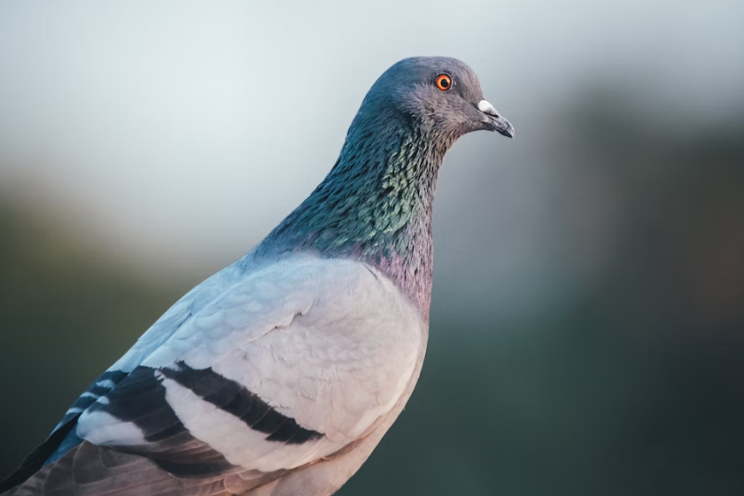 BEP