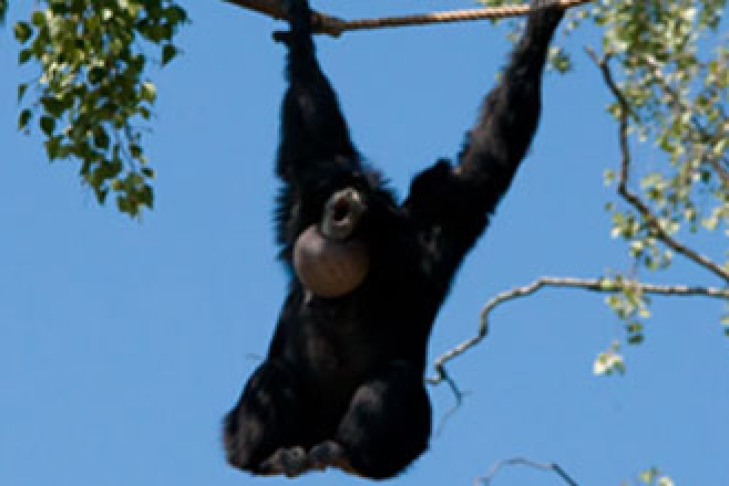 Blog-Burger's-Zoo-705x220.jpg