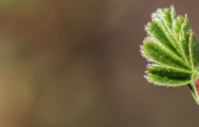 Sprout 705x220.jpg