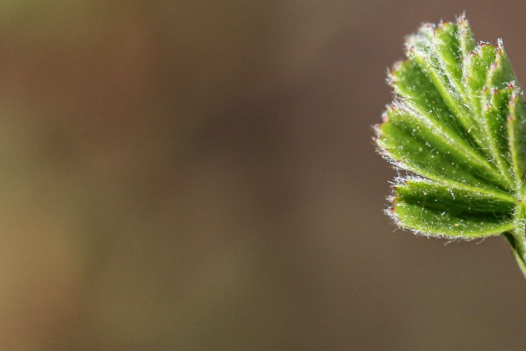 Sprout 705x220.jpg