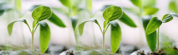 plantjes705x220.jpg